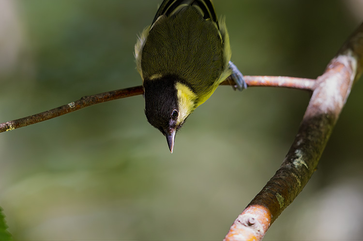 Great tit upside down